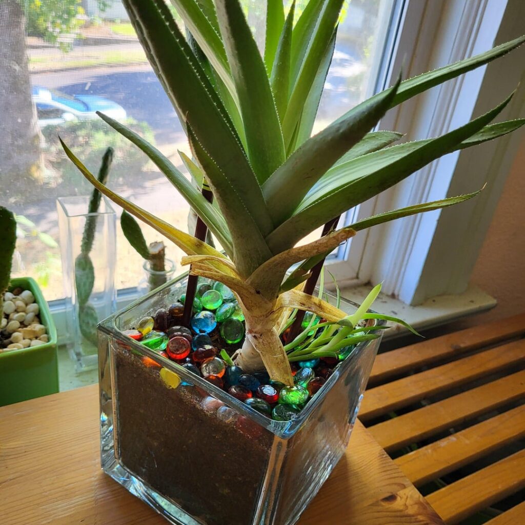 Advice for my haworthia?