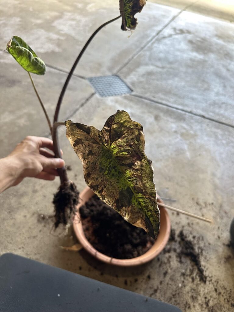 Thought I had root rot but now idk. Bugs?