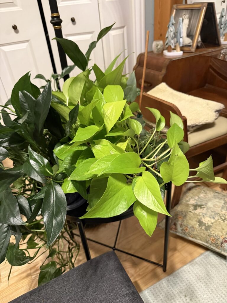 Epipremnum aureum propagation question