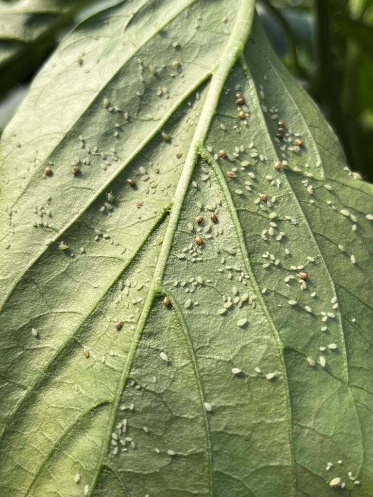 Parasitic Wasps!