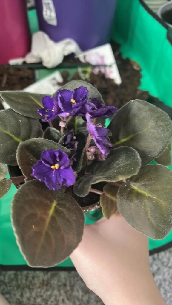 African Violet