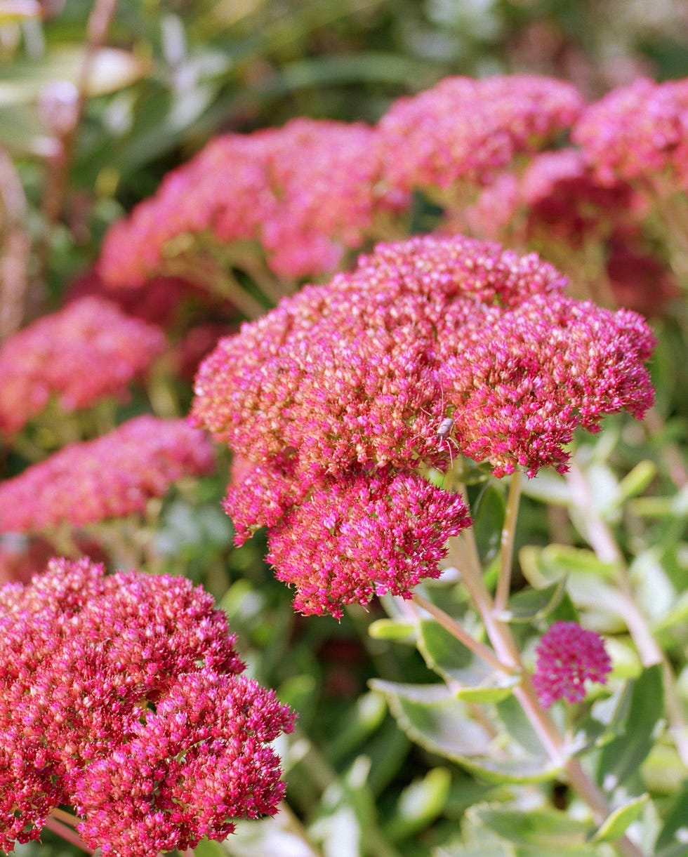 bunny resistant plants sedum