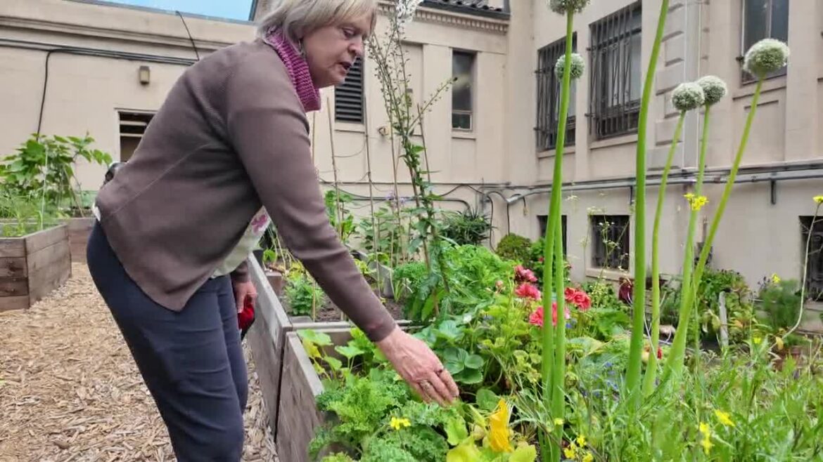 San Francisco senior gardening group sowing seeds and growing food San Francisco senior gardening group sowing seeds and growing food