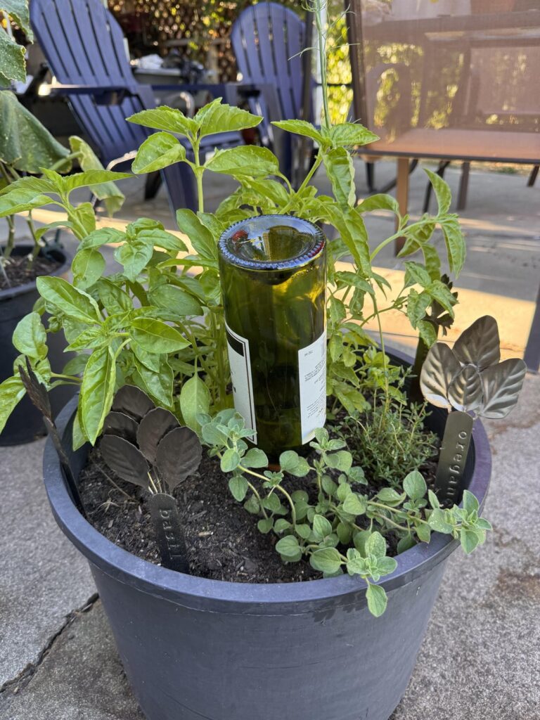 Basil Forest - One pot herb garden