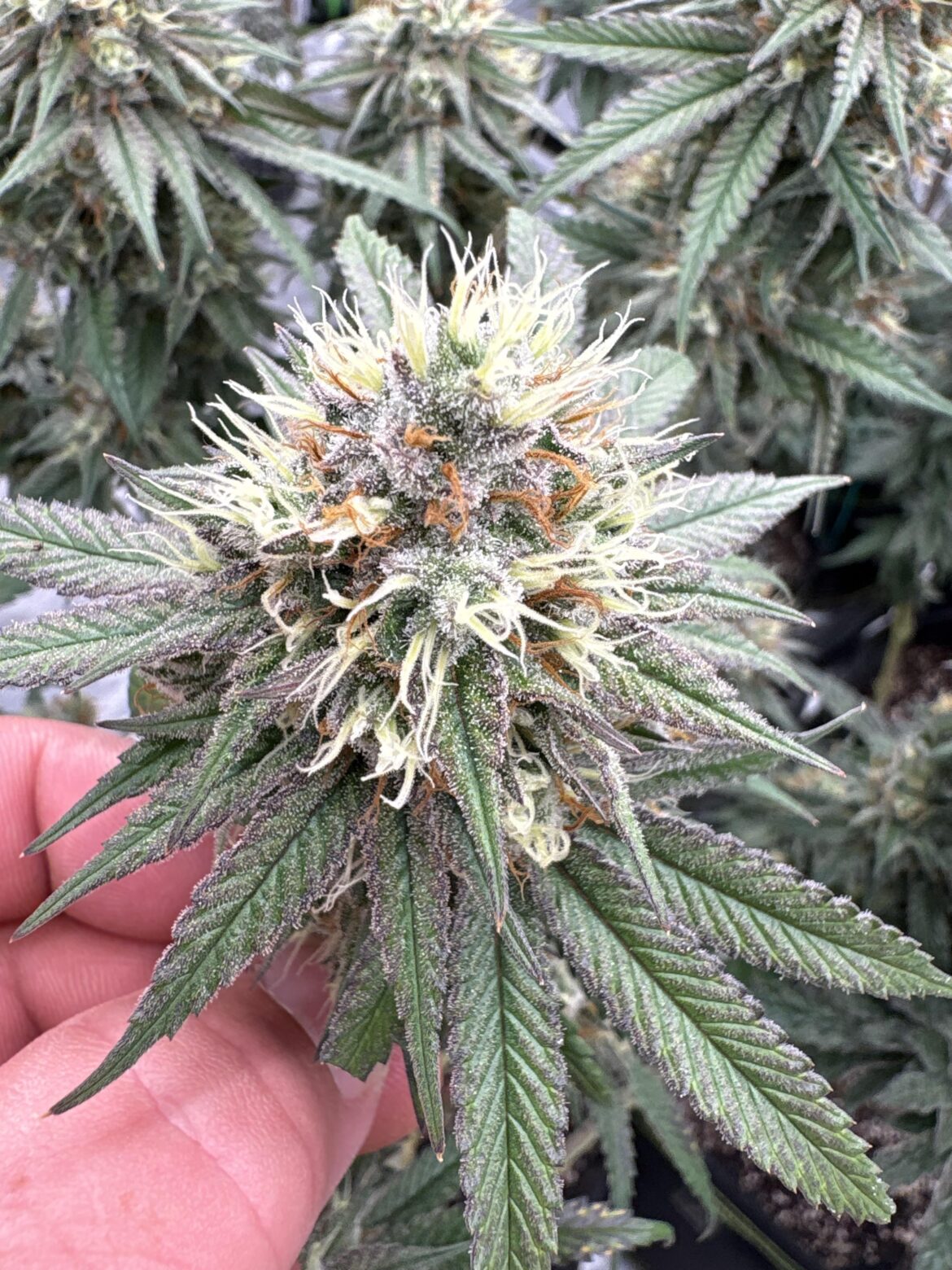Week 9 and I still have a ton of white hairs anyone got any pointers