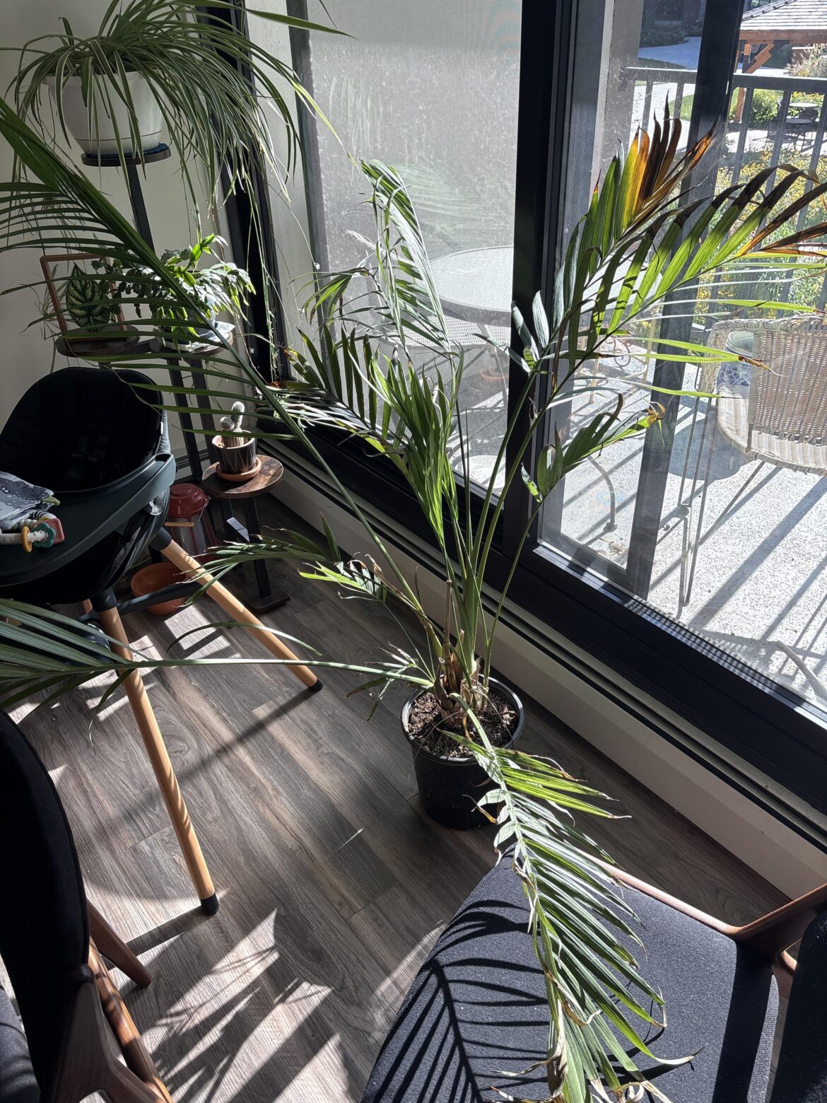 Found by the building dumpster, besides water what does it need?