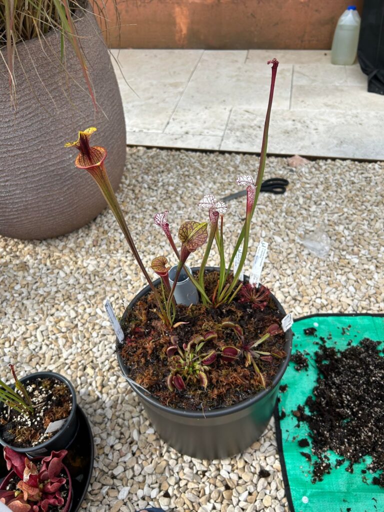 My first bog garden