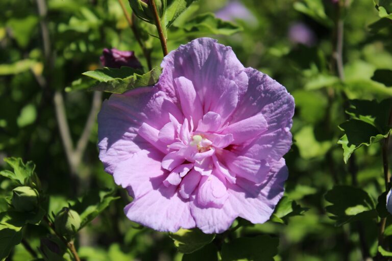 shutterstock 2283301113 lavendar hibiscus 1 768x512