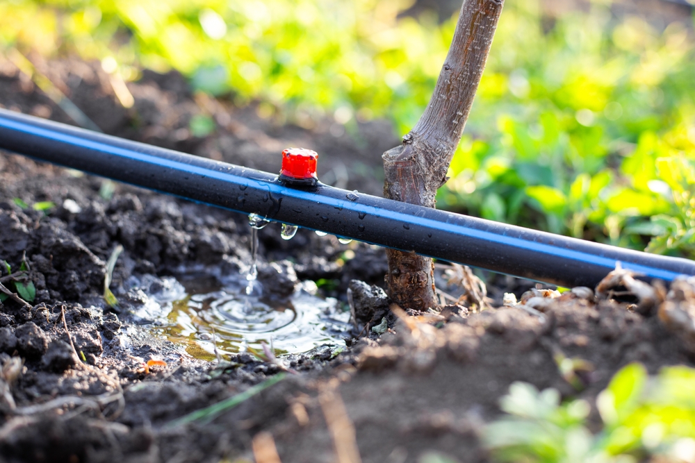 Drip irrigation in the garden. A pool of water fills in space at the base of a plant.