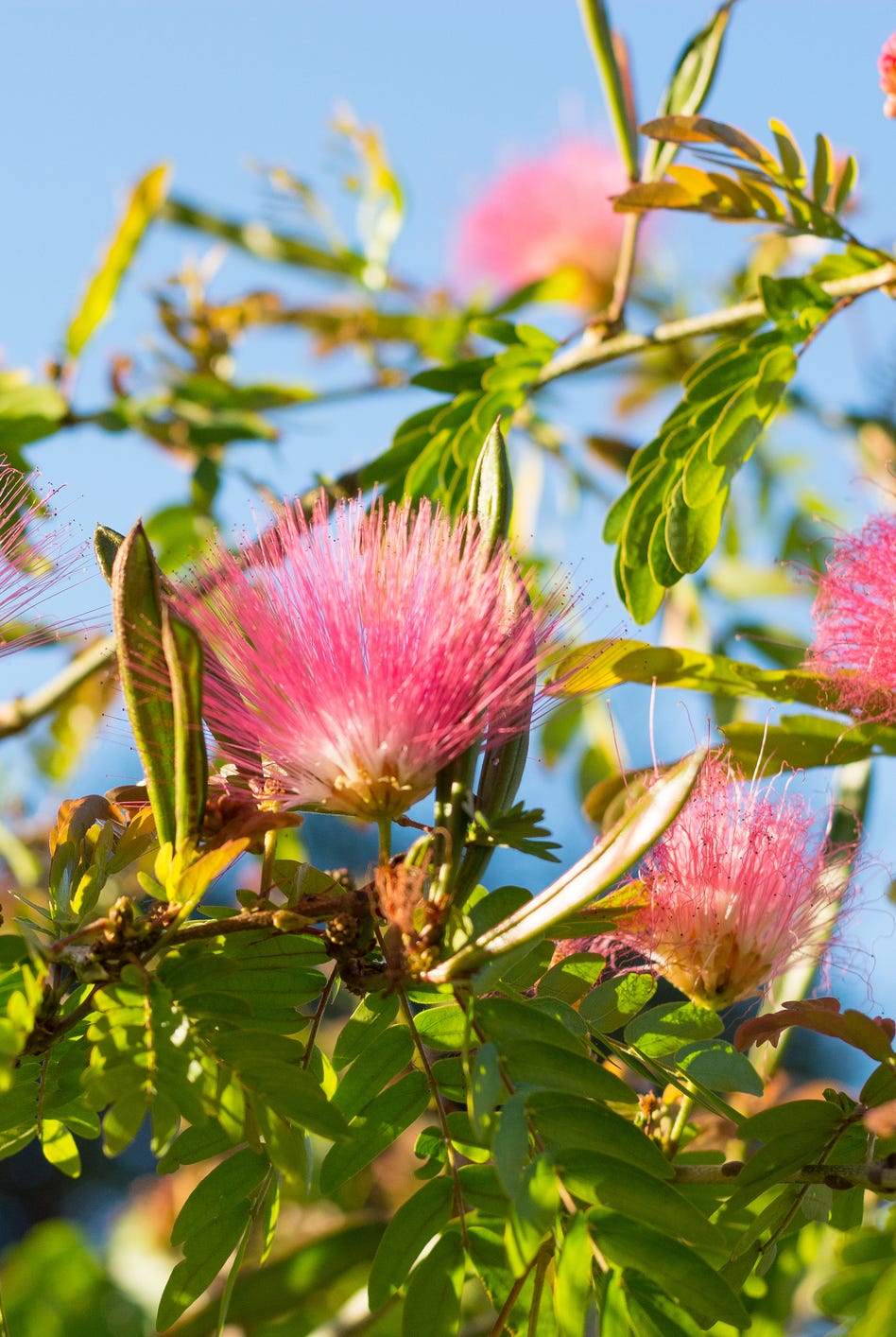 silk tree mimosa albizia julibrissin rosea