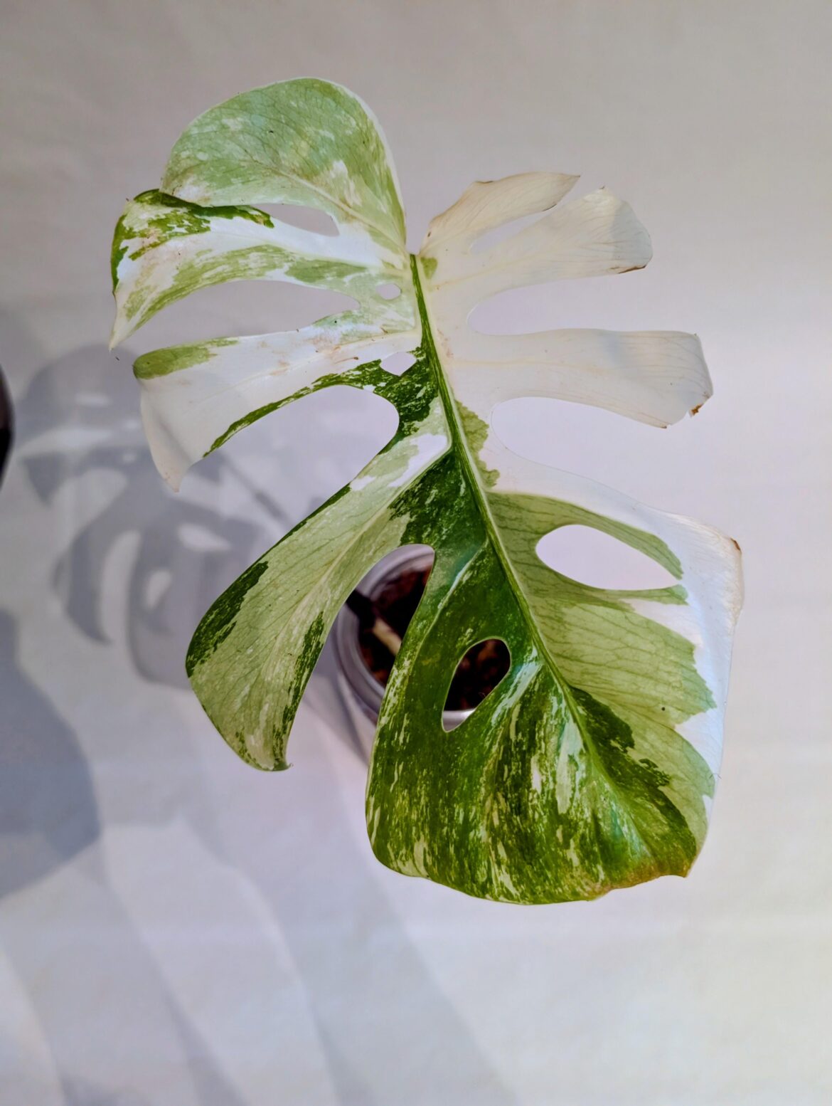 Monstera Variegata+ Mint? Monstera Variegata+ Mint?