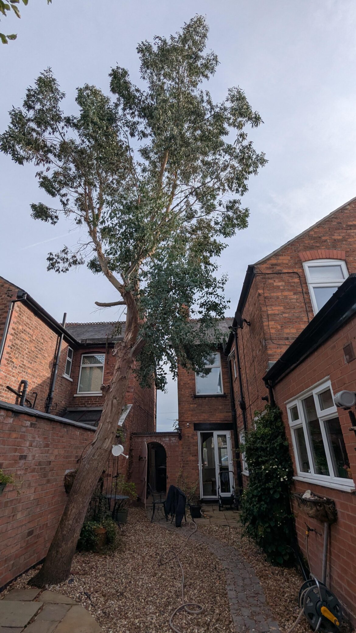 Eucalyptus tree near house. Should I be concerned.