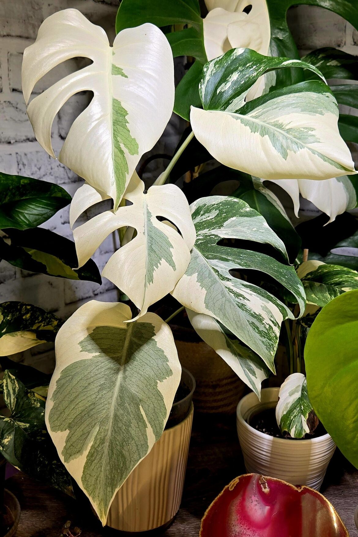 My monstera albo