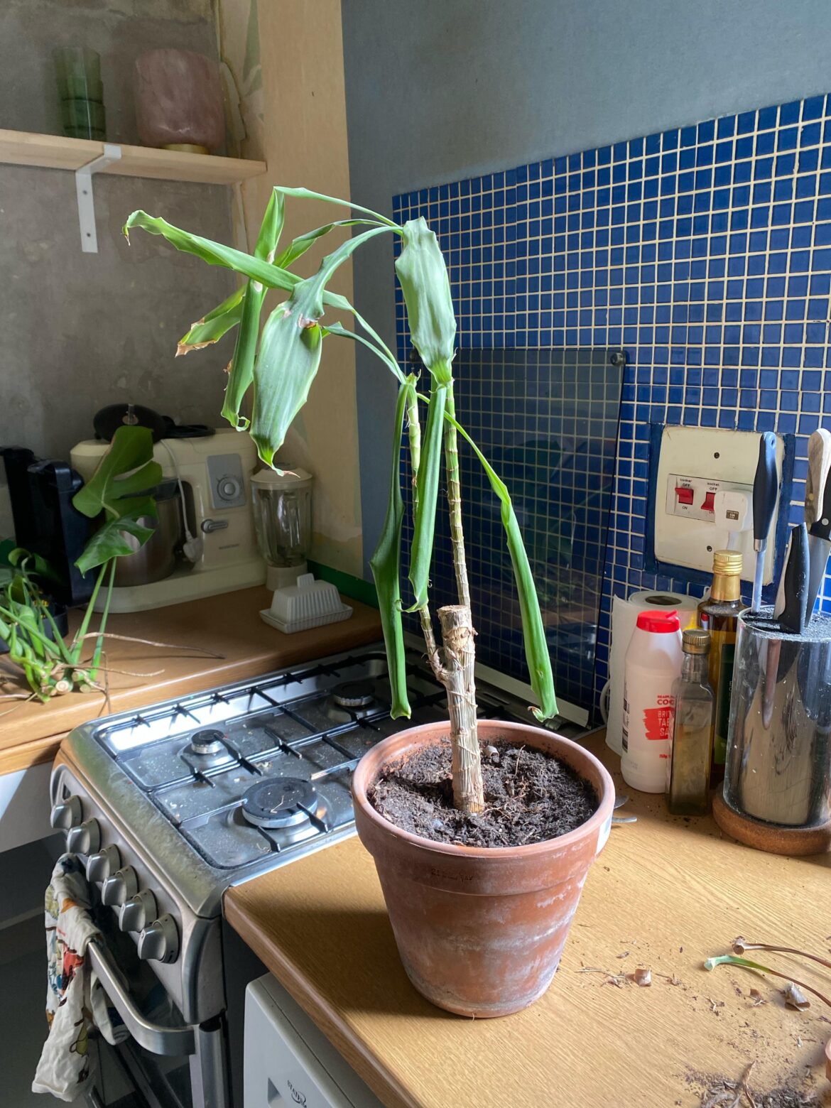 What is this and how do I care for it?