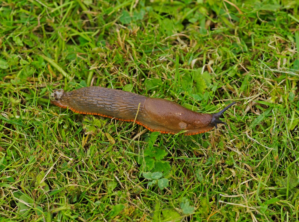 a large red slug arion rufus on a lawn picture taken in swindon, wiltshire, england on the 29th of august 2023