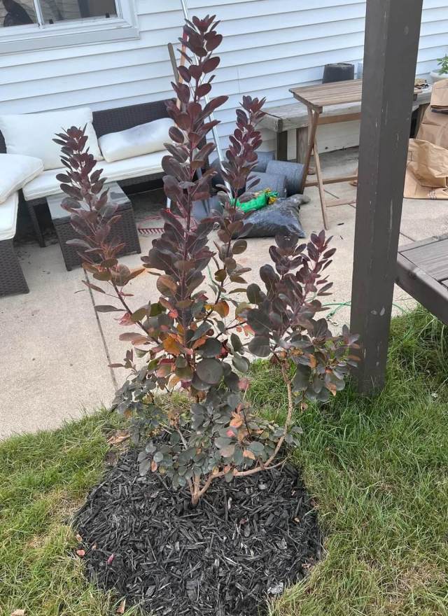 Several people gave tips to the gardener.