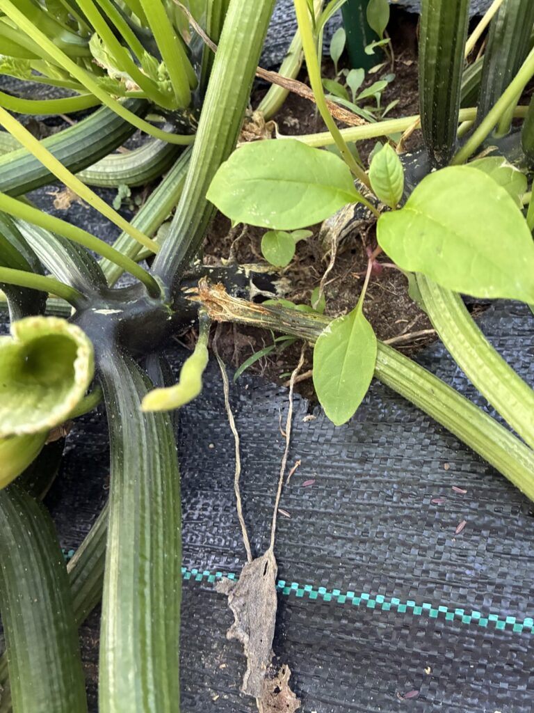 Zucchini plant dying?