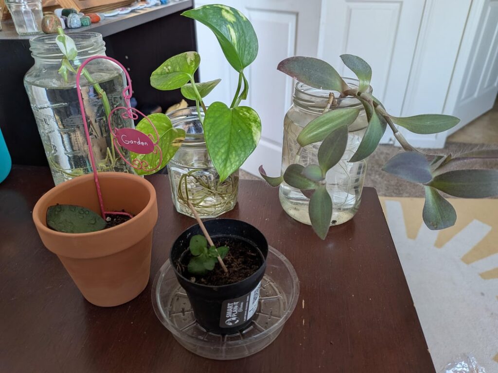 My mini propagate garden
