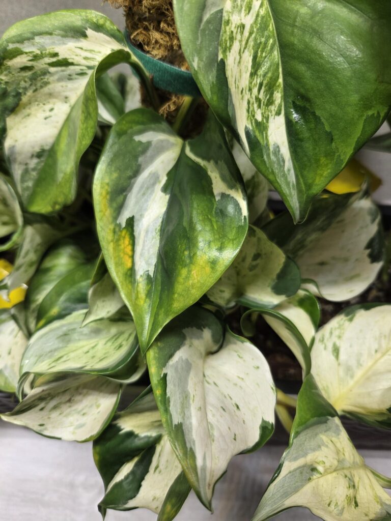 Pothos Manjula? Orange/yellow on leaves