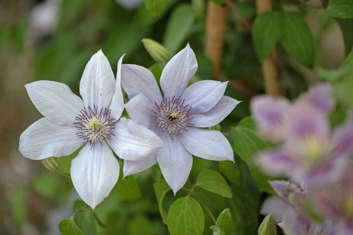 9 Climbing Plants That Practically Grow Themselves