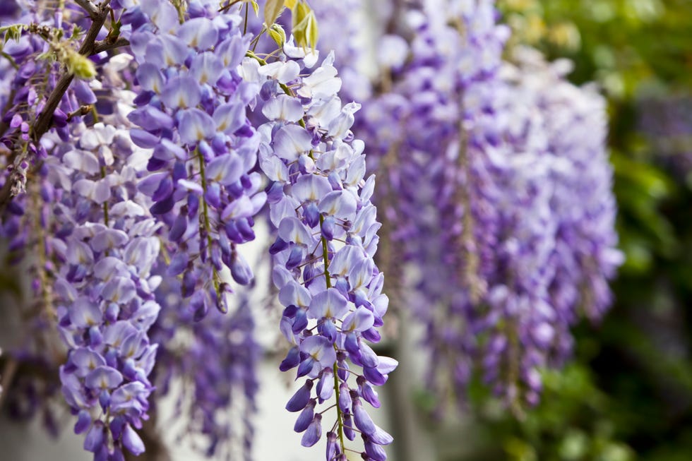 blue wisteria in spring. oslo, norway.please see some other pictures from my portfolio:lightbox: