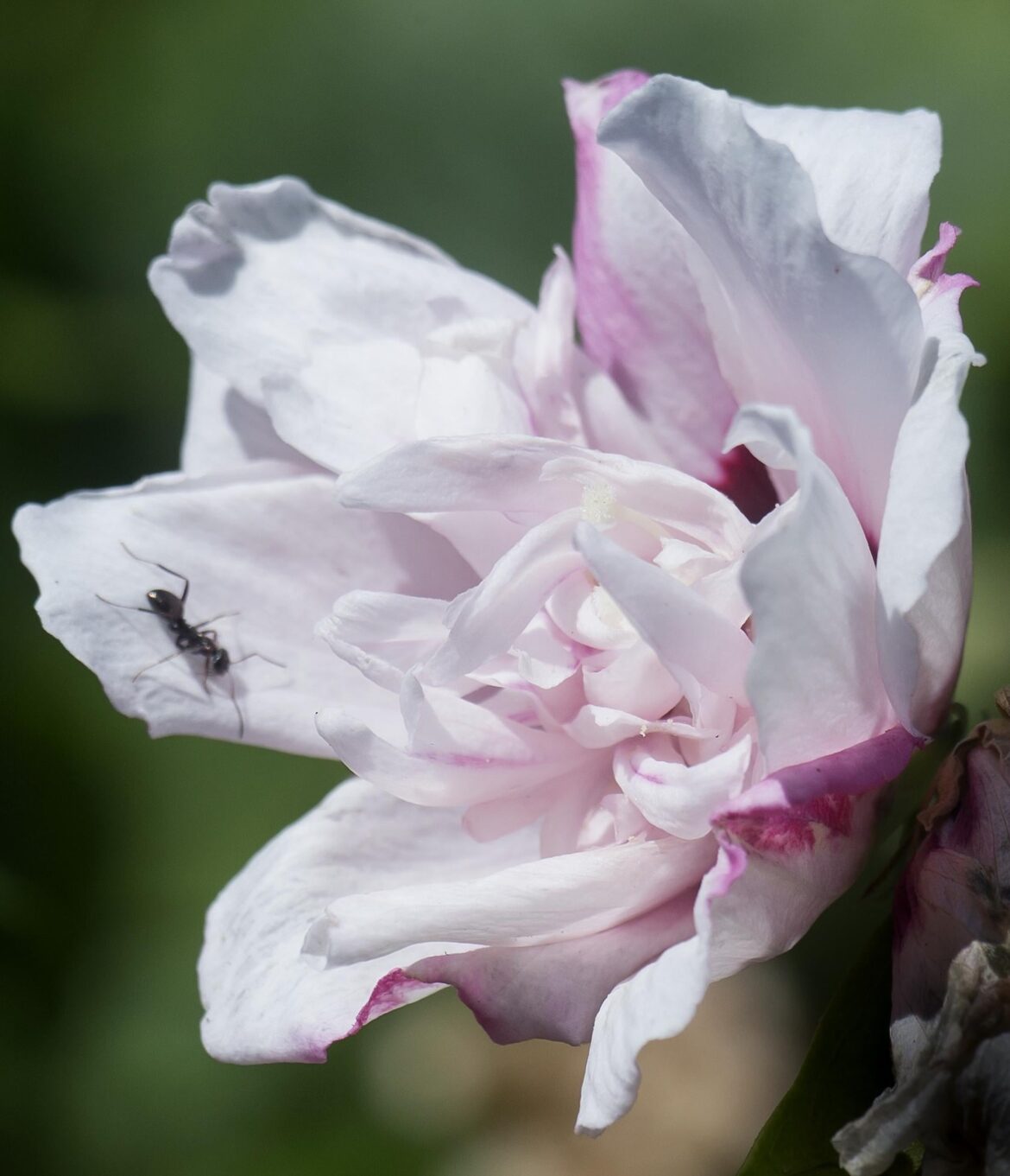 🩷Pink double Hibiscus syriacus (rose of Sharon) now blooming in the garden🩷[OC]