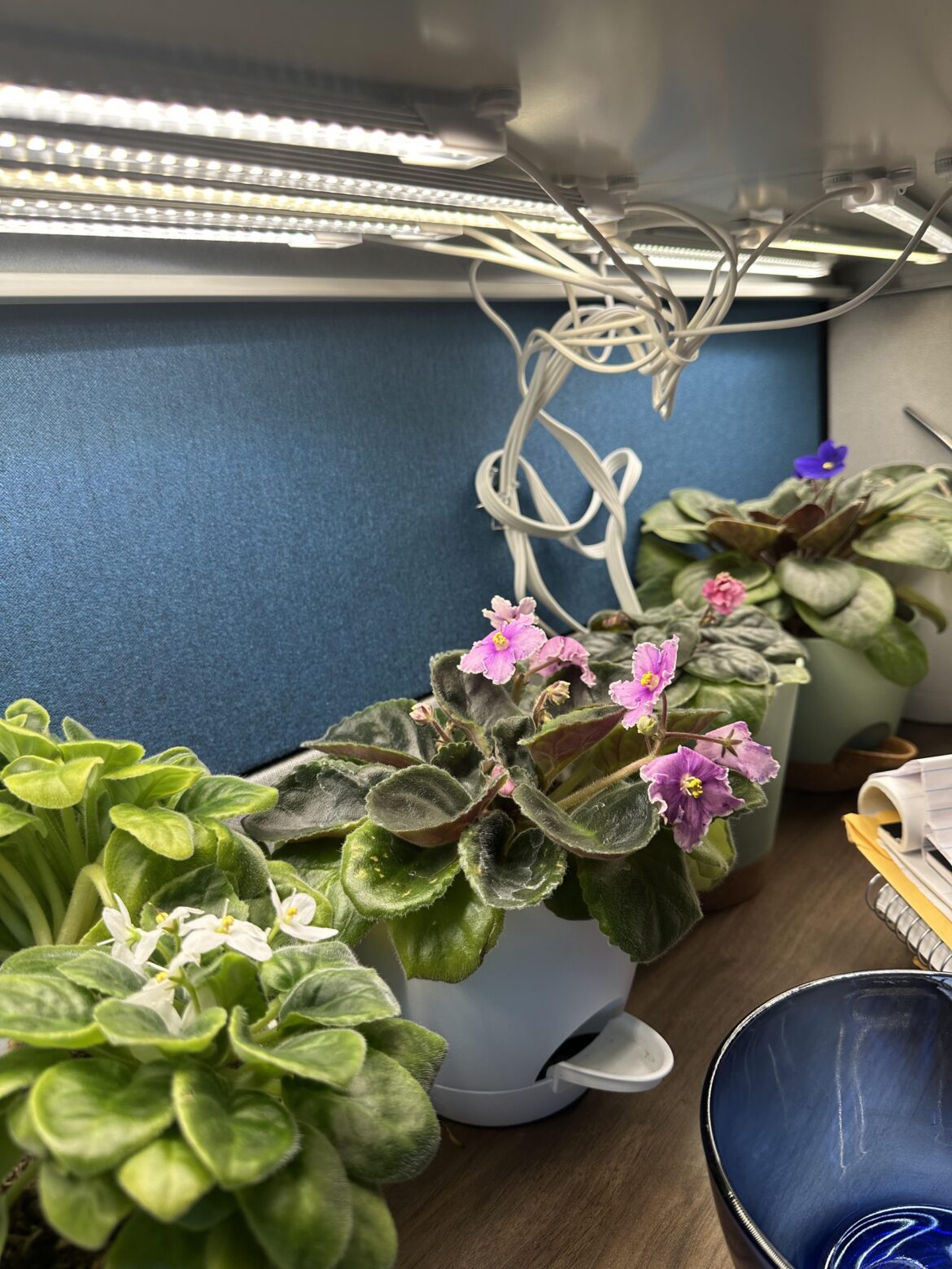 4 out of 5 blooming! Small victories