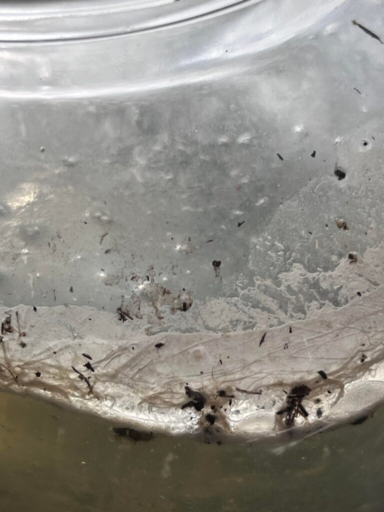 Concerning white film on top of sealed jar, is it safe to open? Water sources from local pond.