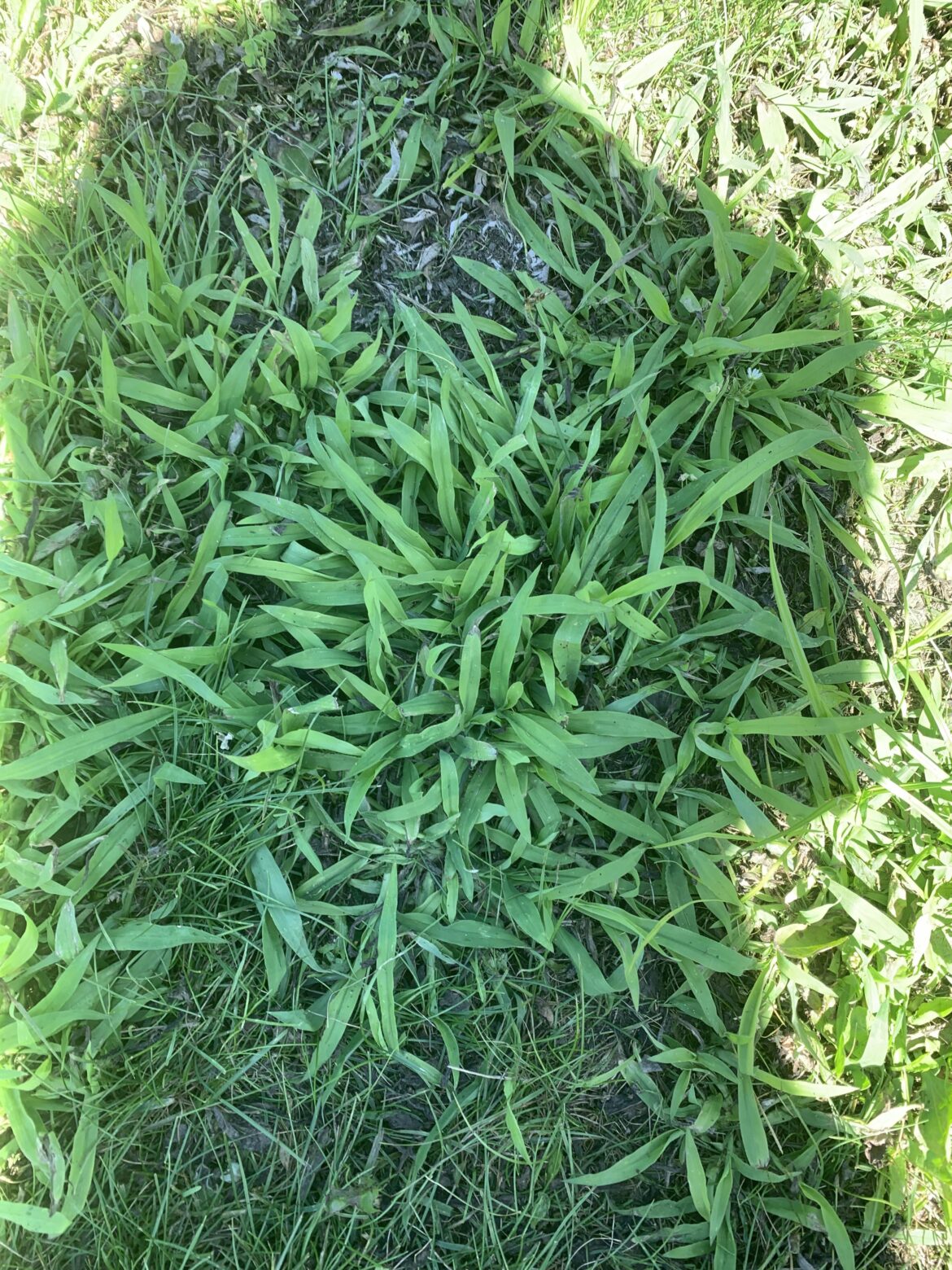 How can I get rid of these ? I Have them all over my lawn