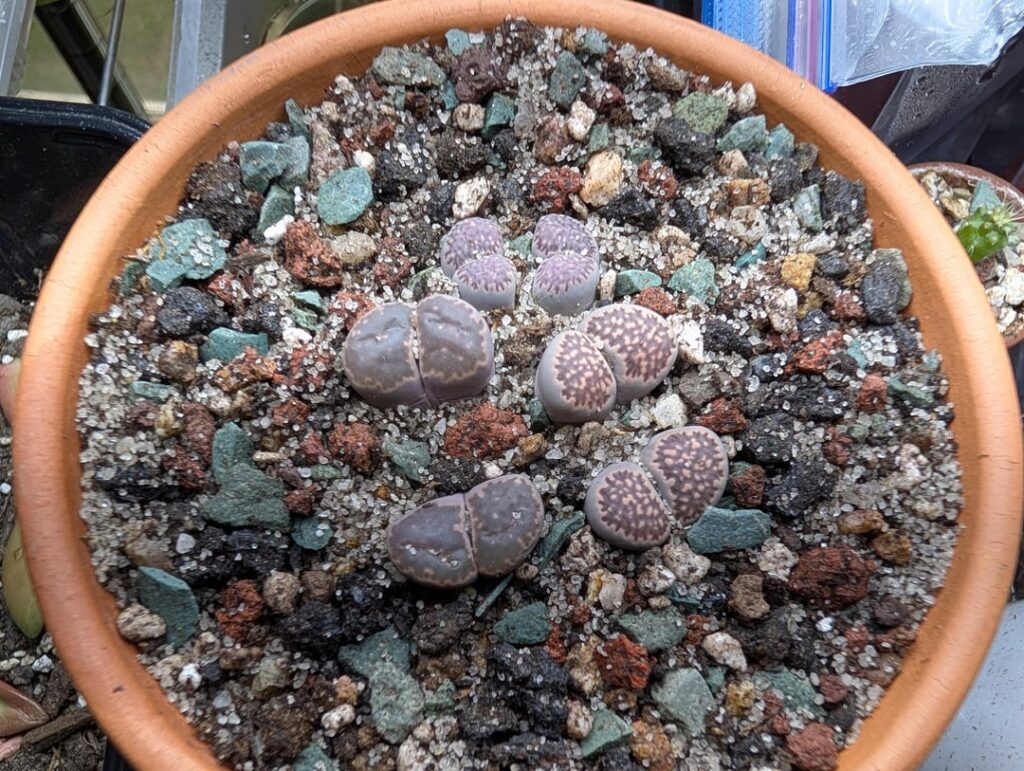 Repotting my lithops! Looks like all six leaves are part of the same plant. Is it ok to have mix between some of the leaves?