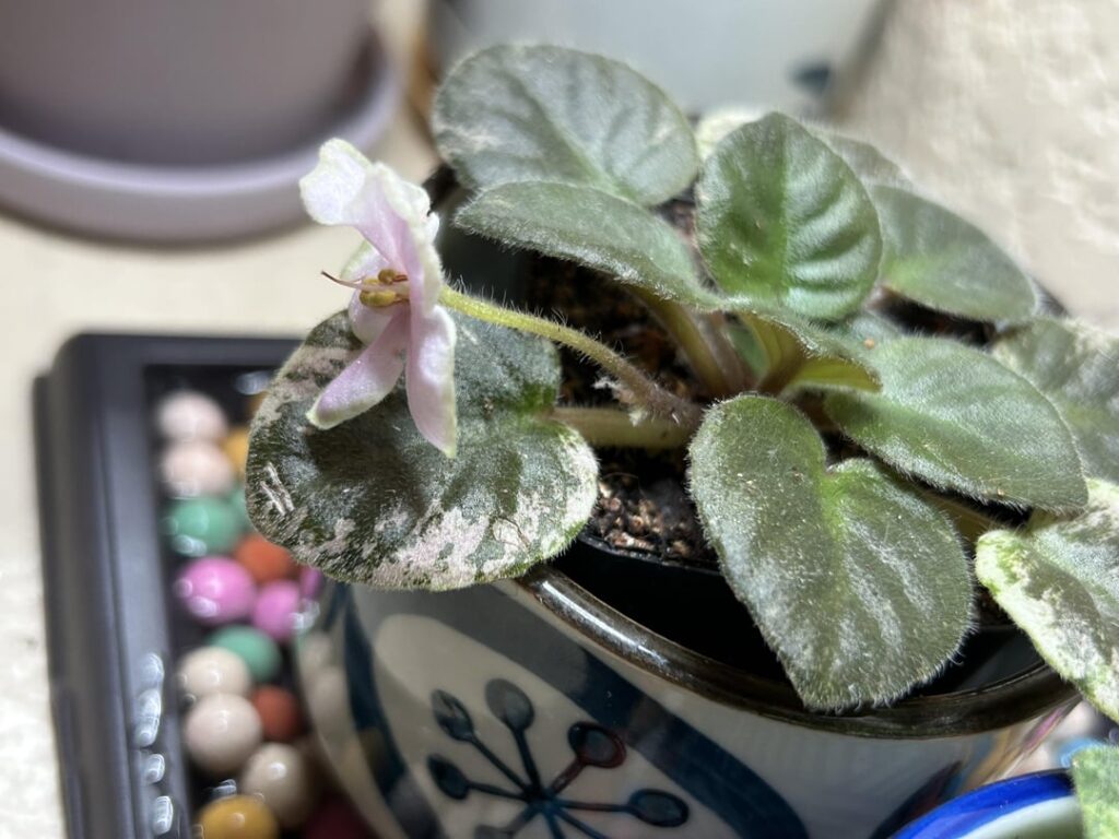 Now what?! Flower drooping??