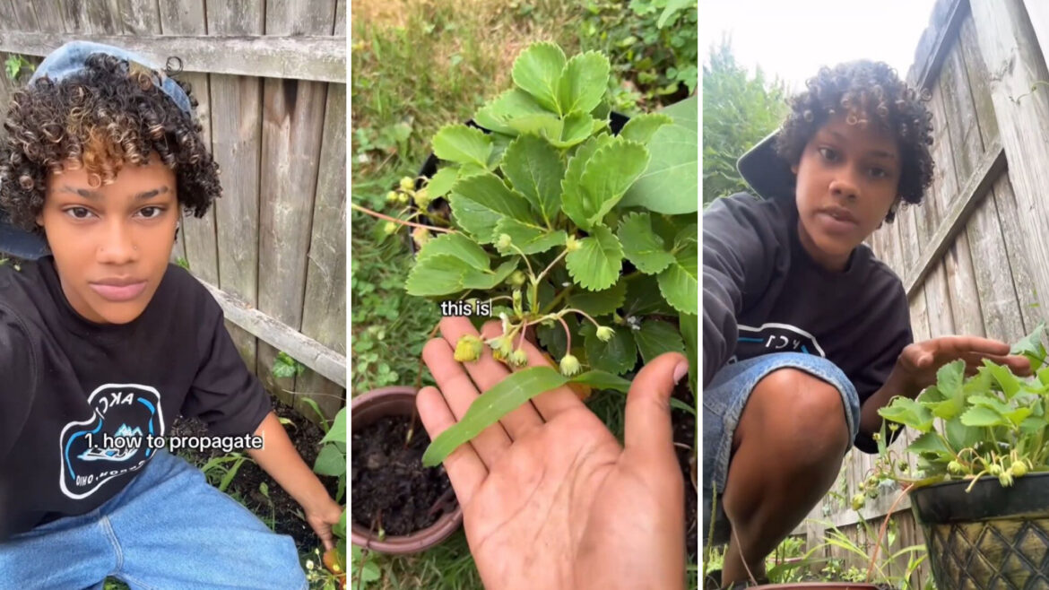 Gardener shares simple technique to grow seemingly endless supply of popular fruit: ‘This is so fascinating’ "Thank you!"