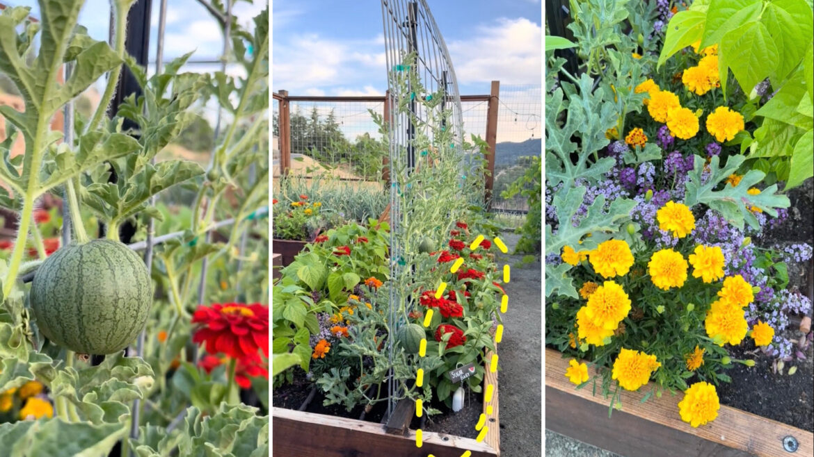 Gardener shares simple method to keep pests off popular plants: ‘So pretty and efficient’ "Love this!"