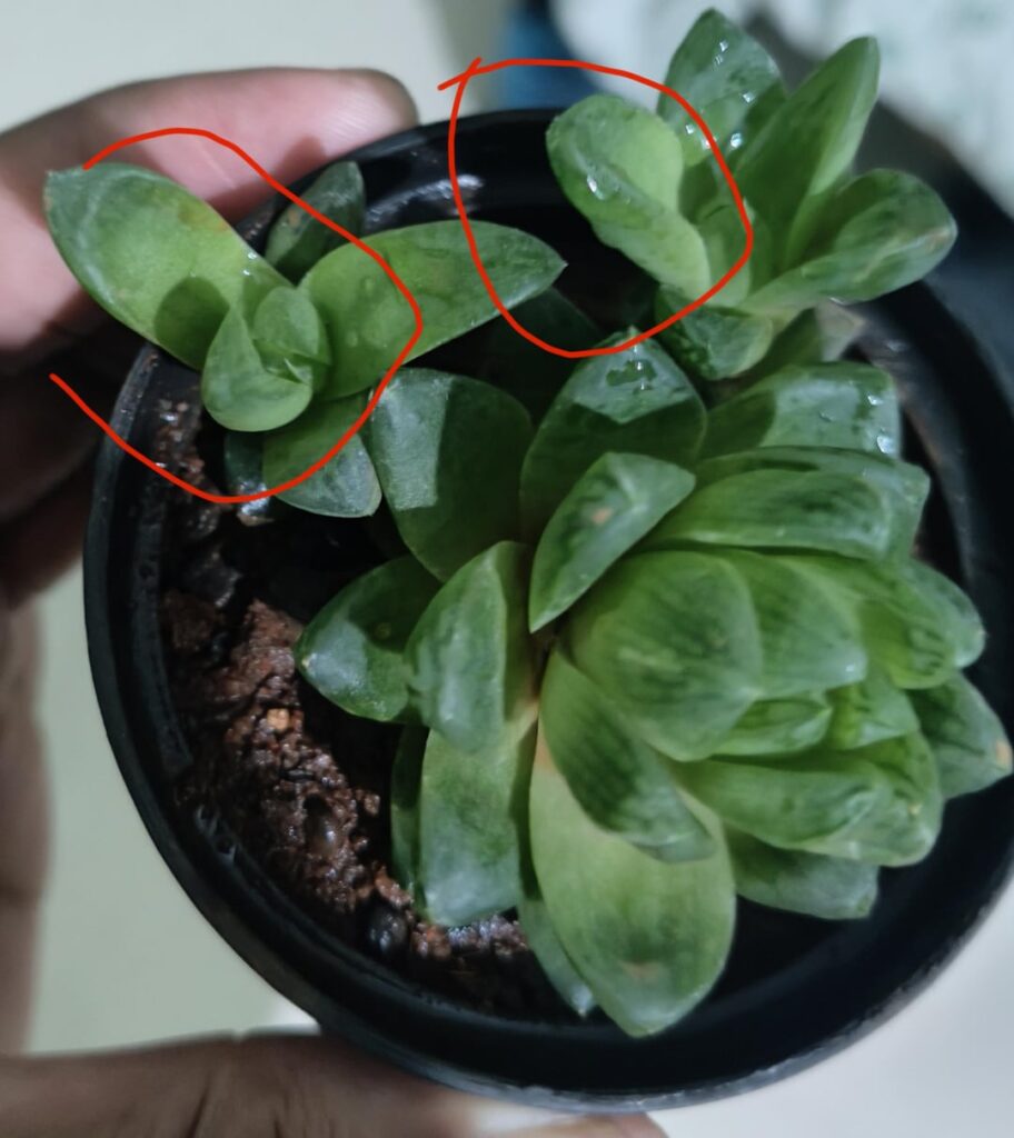 Someone please help me rescue this drama queen! Someone please help me rescue this drama queen!