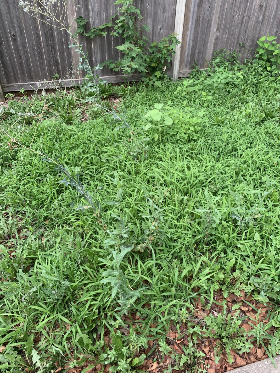 Can I just kill all this with round up this and throw down grass seed after?