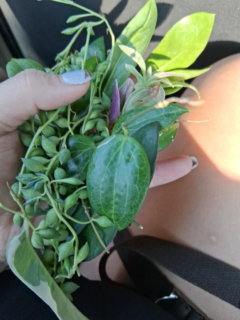 Hubby took me to Homie Depot(lol) to get some soil for my monstera and my Hoya props... I'd def say I got my monies worth 😌