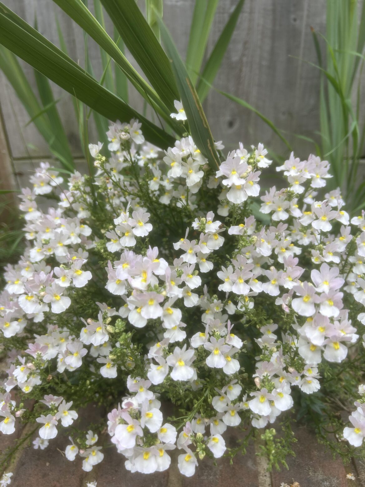 These happy little flowers