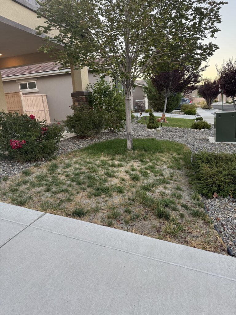 Lawn does not grow grass?! Lawn does not grow grass?!