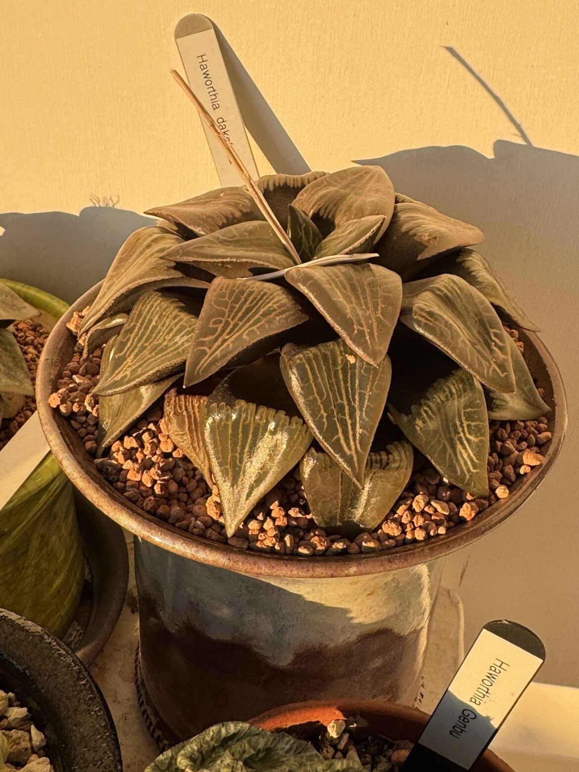 I dont have many haws but this is a firm fave