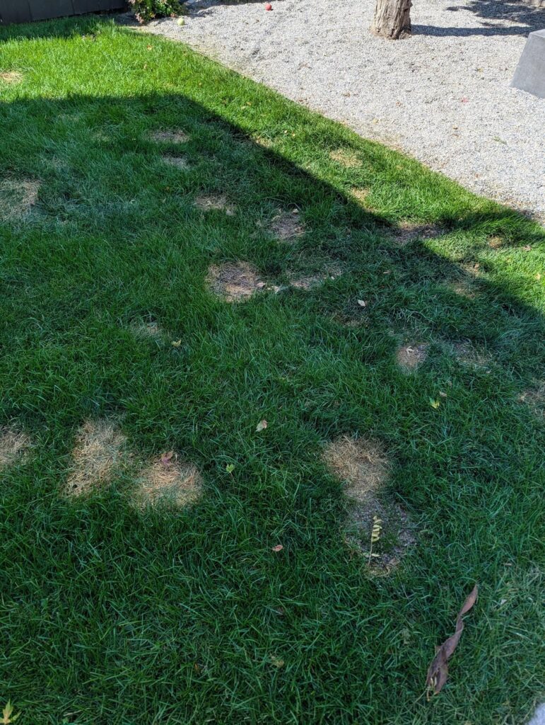 Fungus, dog urine or something else? Fungus, dog urine or something else?