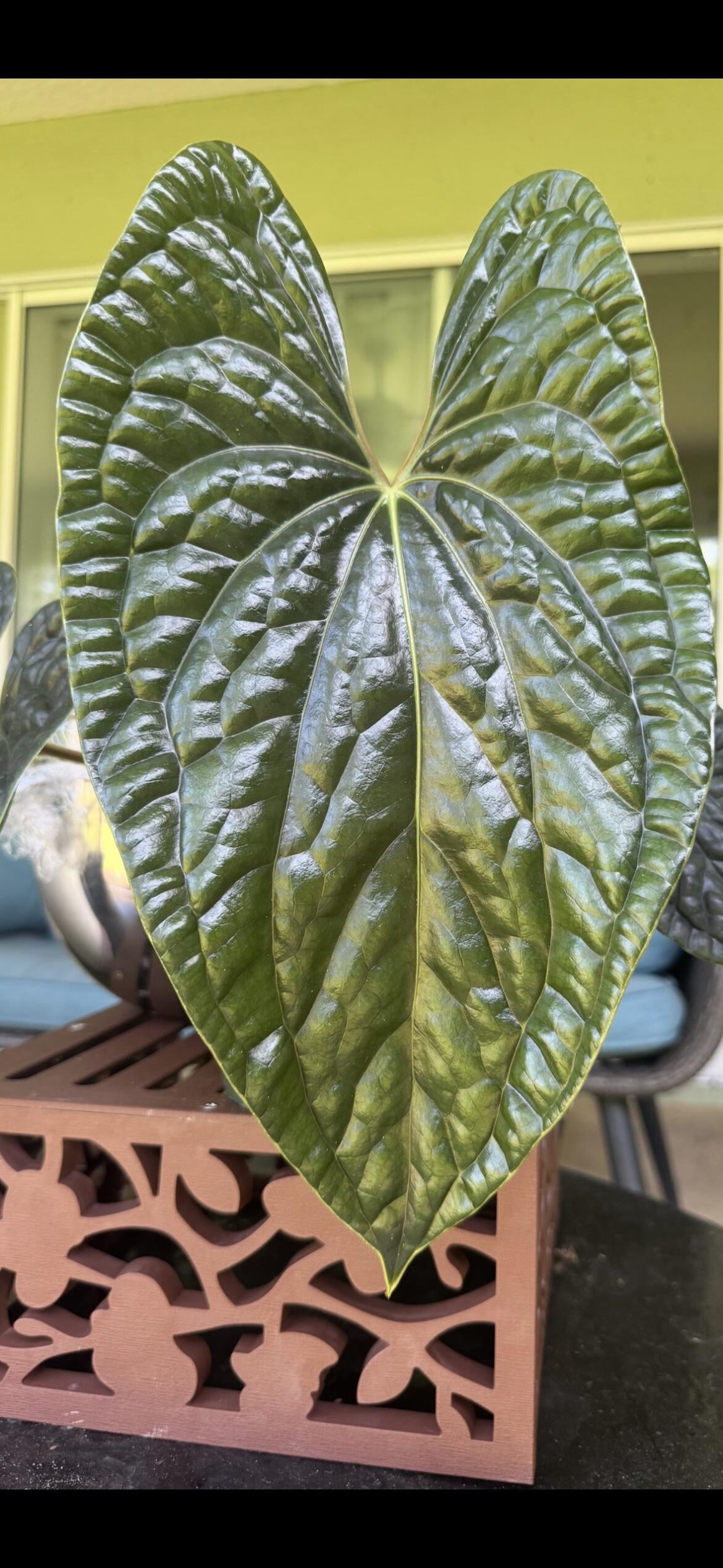 Anthurium Luxurian