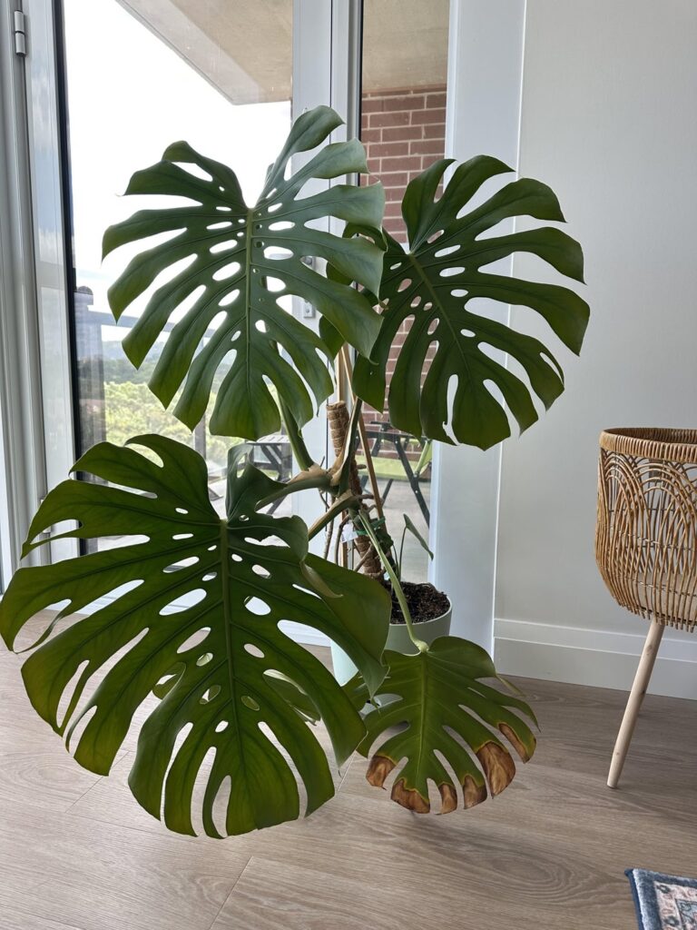 Is my Monstera dying?