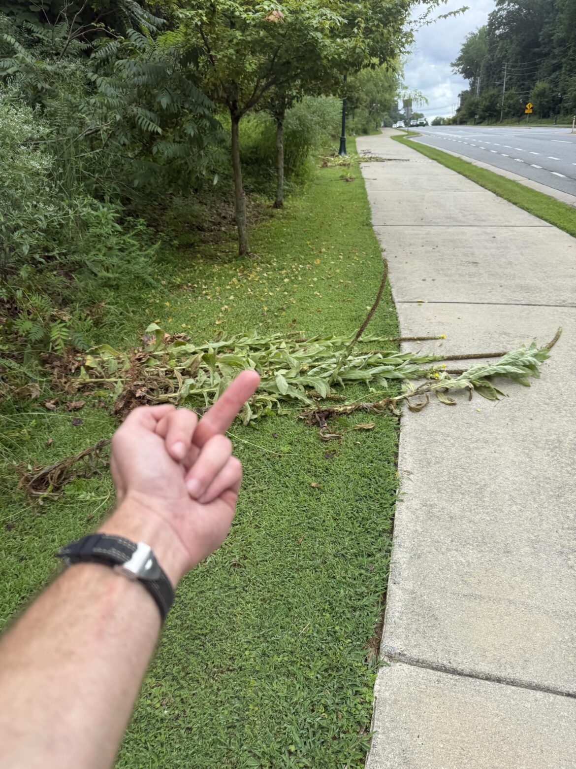 All my homies hate Mullein - 7b
