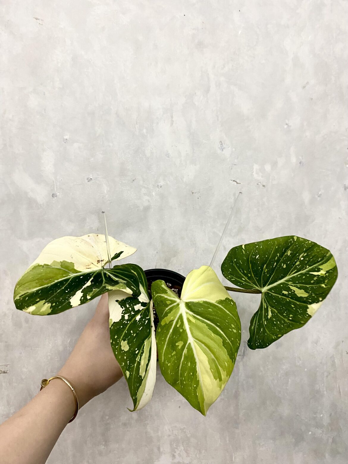 my variegated philodendron gloriosum