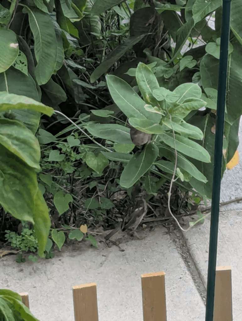 House sparrows eating aphids on milkweed