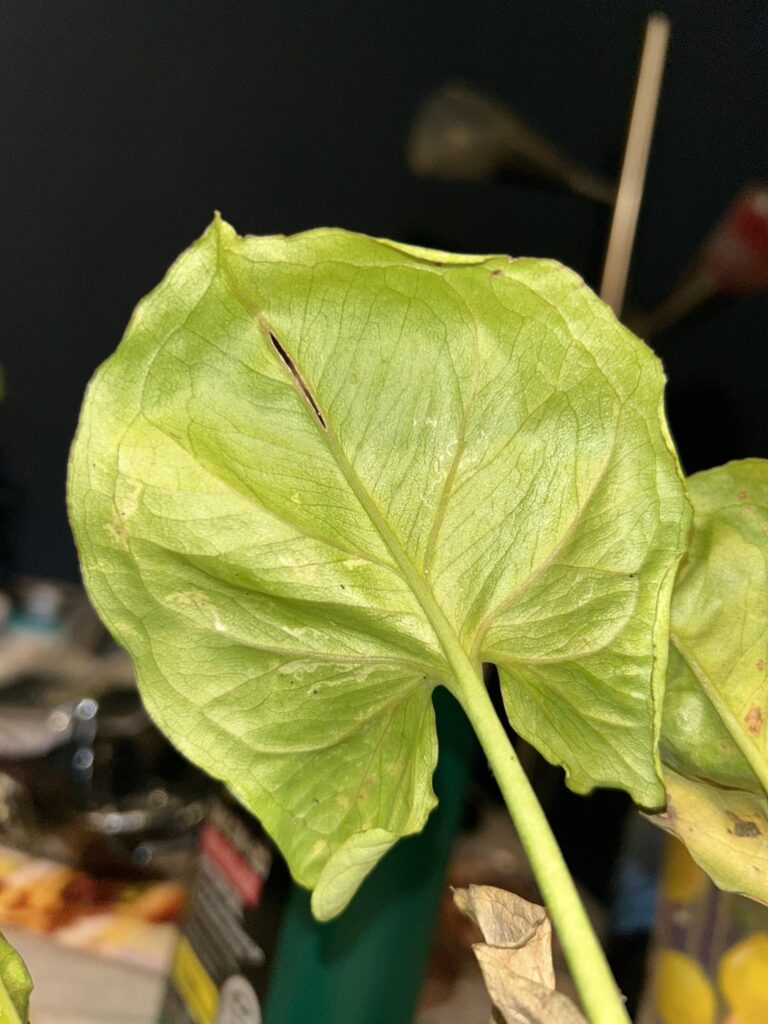 I fear I may have thrips I fear I may have thrips