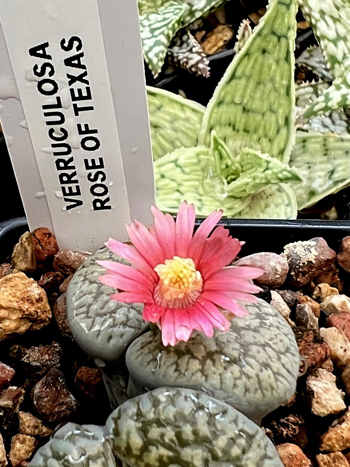 Beautiful rare colour.  (grown from seed )