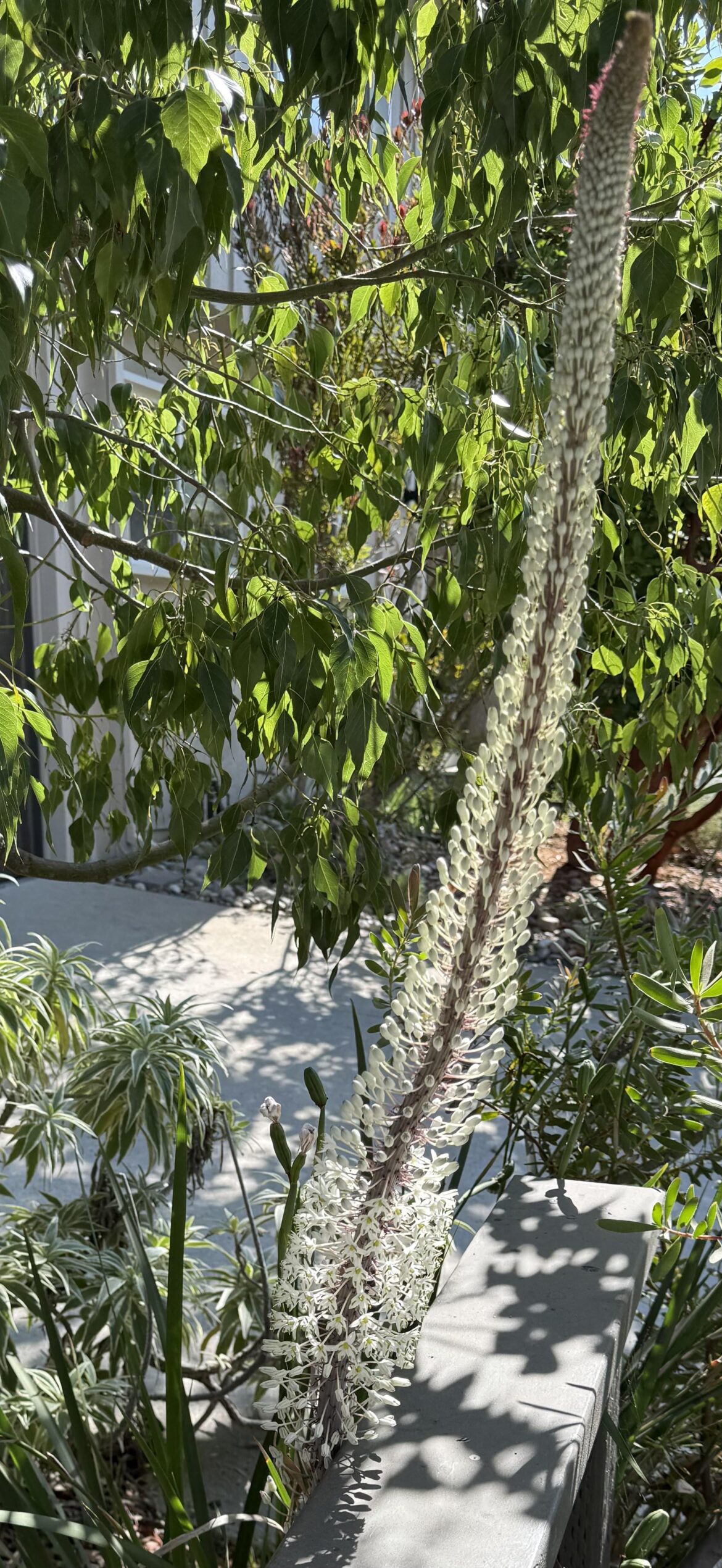 Urginea Maritima, aka Giant White Squill. First one of the season and about four feet tall already in a little over a week.