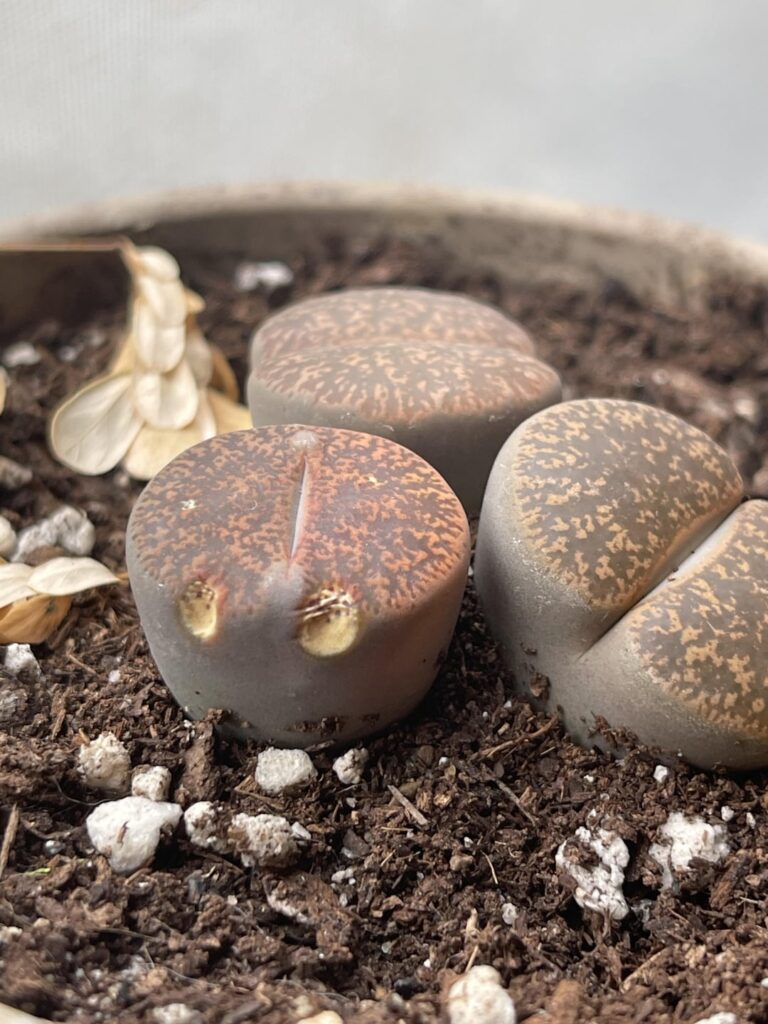 New to lithops! New to lithops!