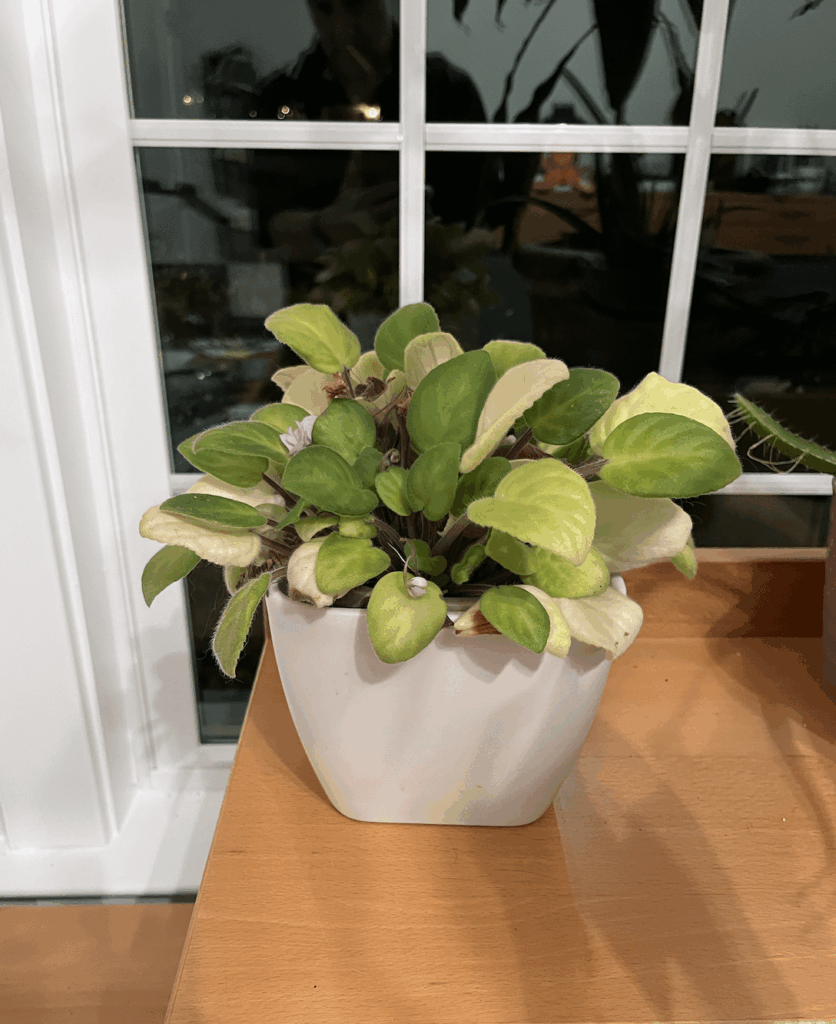 Advice on African Violet